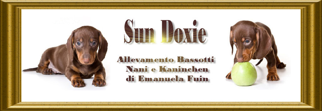 bassotti kaninchen bassotti nani bassotti cuccioli chocolate roma allevamento bassotti roma miglior allevamento roma miglior allevamento bassotti roma cuccioli bassotti roma kaninchen